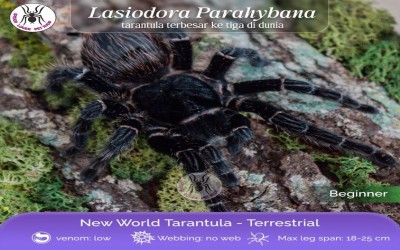 LASIODORA PARAHYBANA / SALMON PINK BIRDEATER TARANTULA / BRAZILIAN SALMON PINK - POSS FEMALE